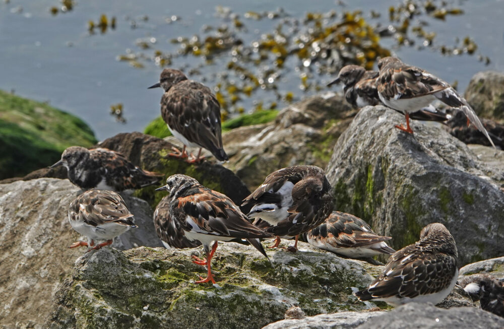 Steenlopers (Ameland)