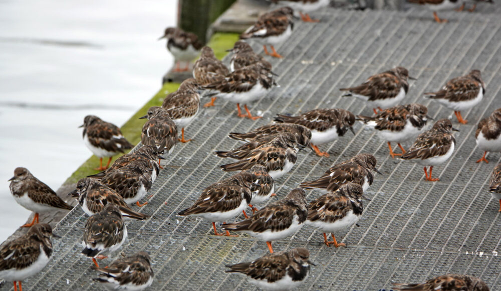 Steenlopers (Haven Lauwersoog)