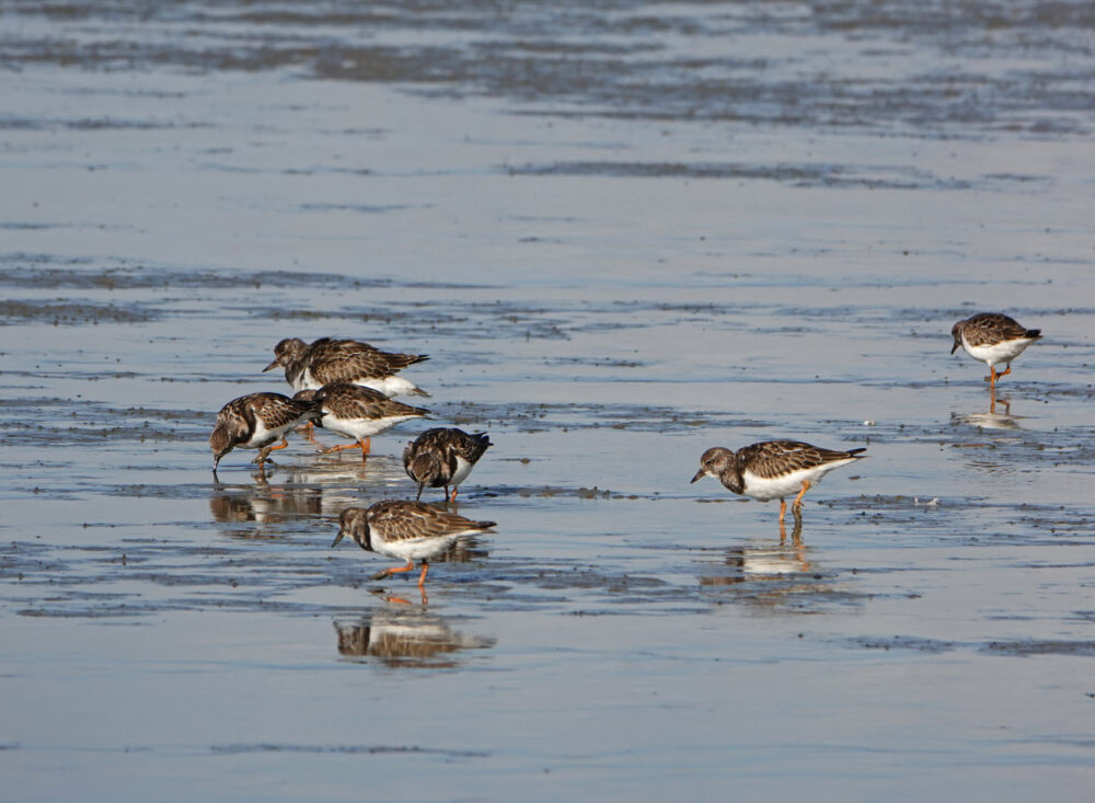 Steenlopers op het wad (Rommelhoek)