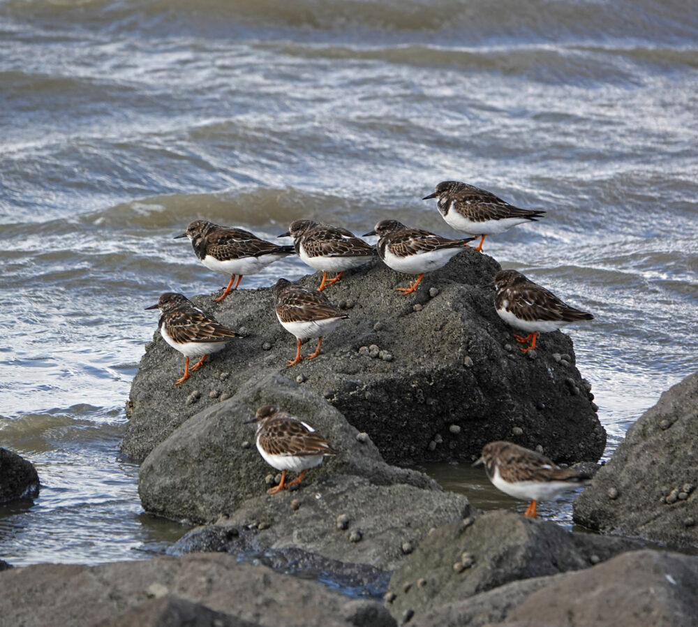 Steenlopers op het wad (Rommelhoek)