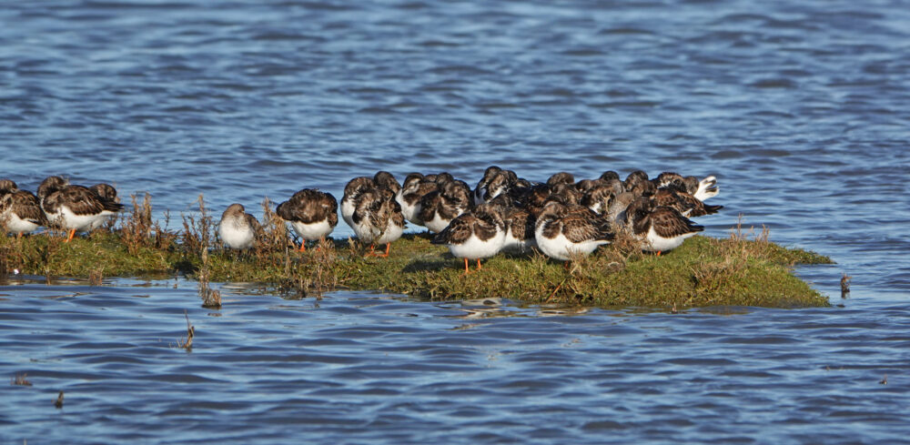 Steenlopers op hoogwatervluchtplaats