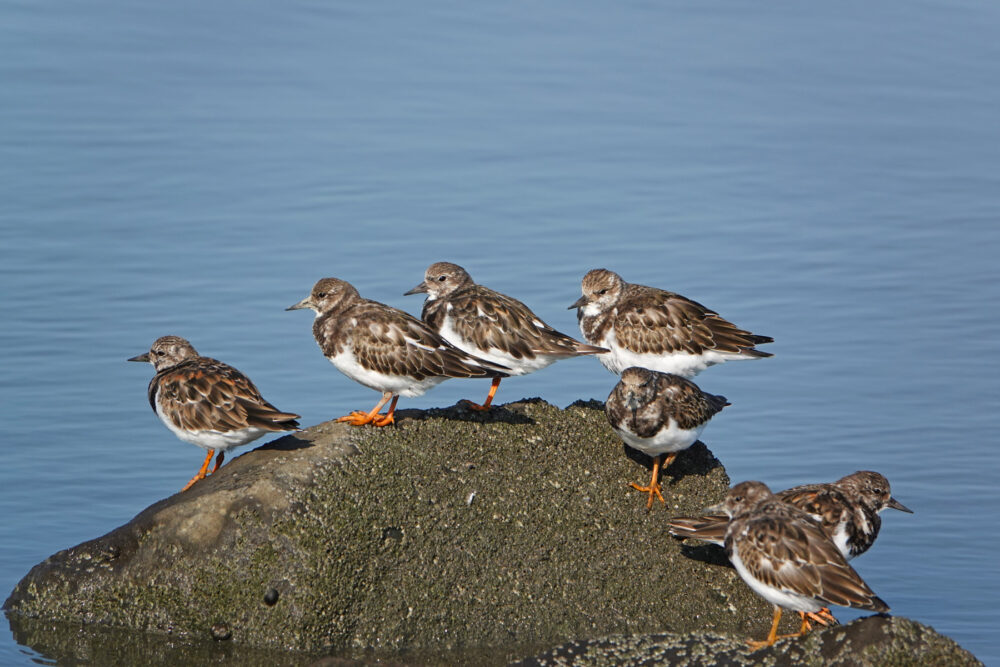 Steenlopers (wad bij Rommelhoek)