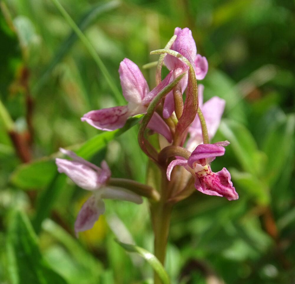 Steenrode orchis