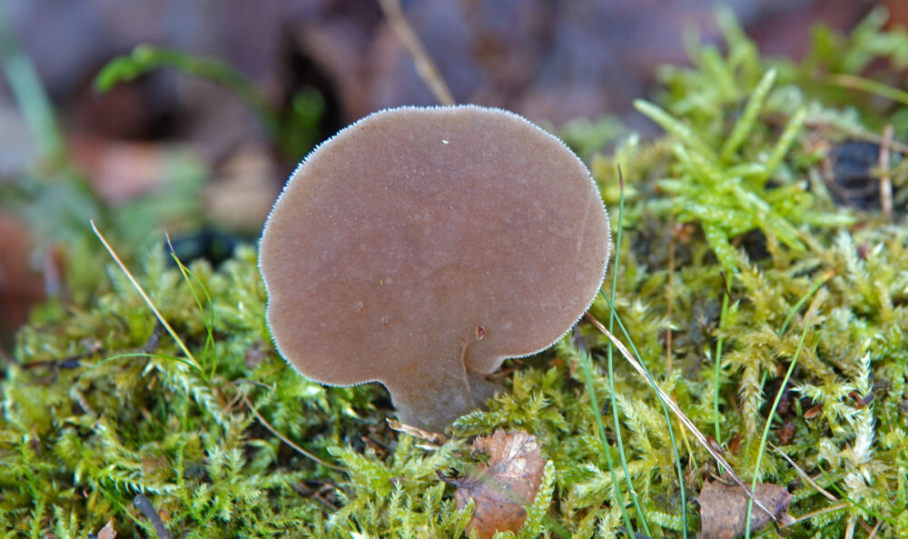 Stekeltrilzwam