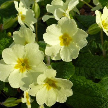 Stengelloze sleutelbloem