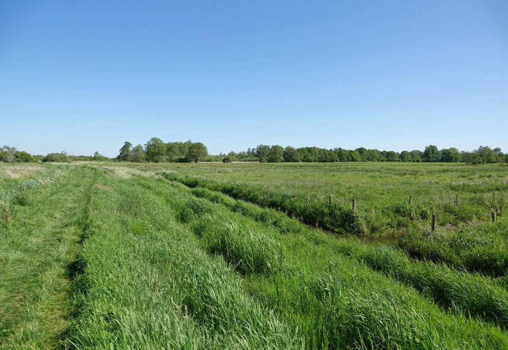 Stenhorsten
