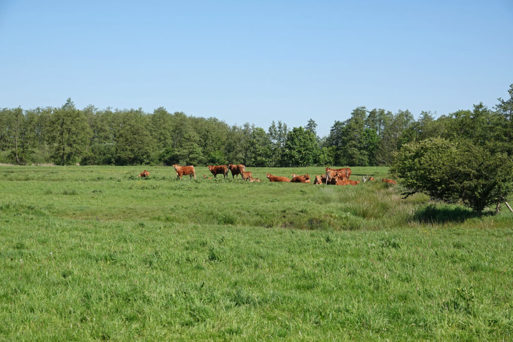Stenhorsten