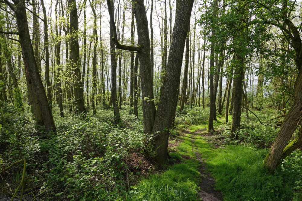 Stenhorsten