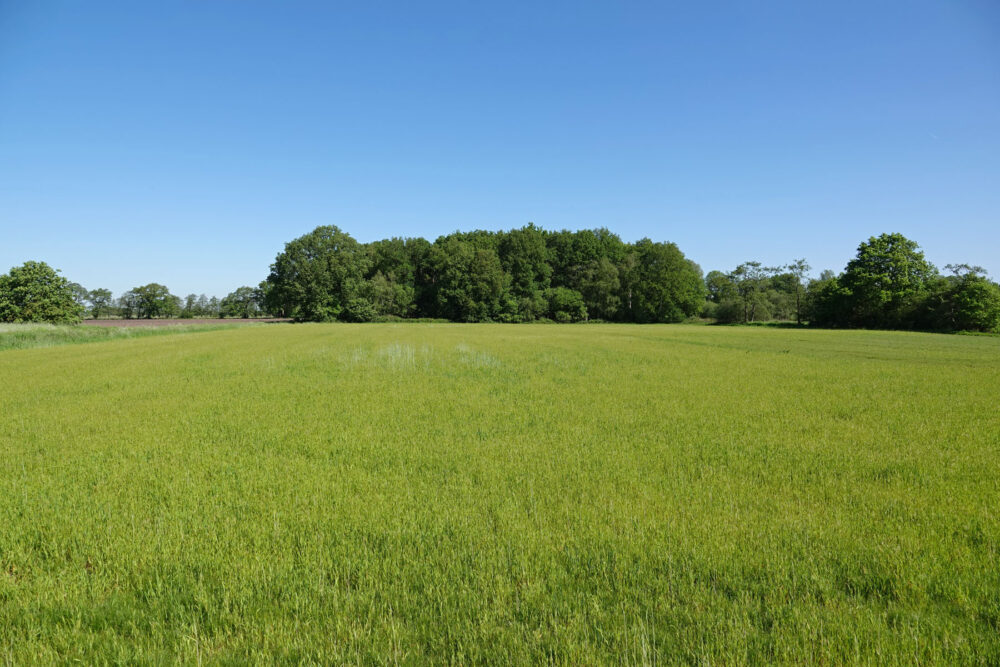 Stenhorsten