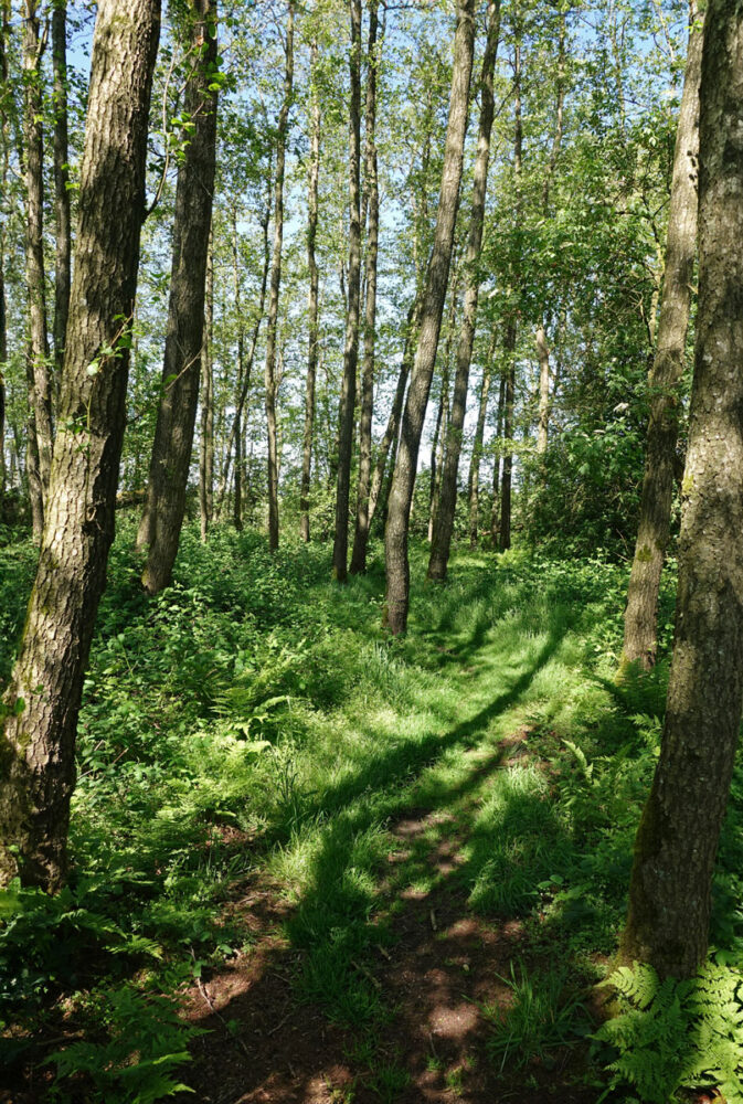 Stenhorsten