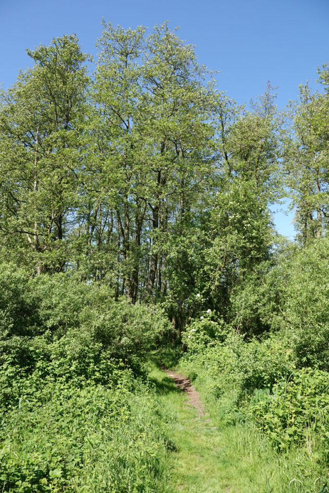 Stenhorsten