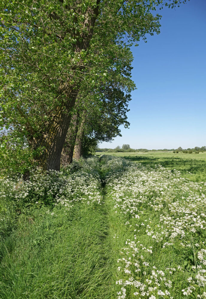 Stenhorsten