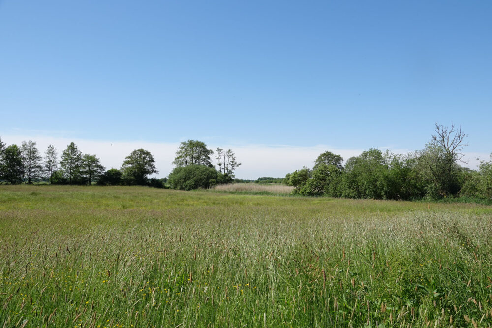 Stenhorsten