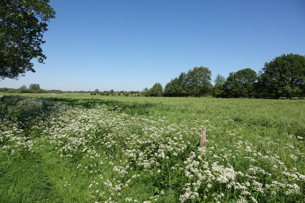 Stenhorsten