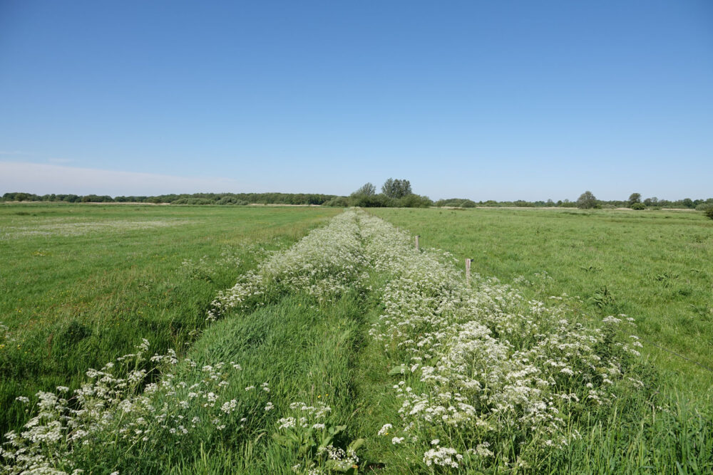Stenhorsten
