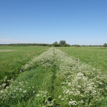 Stenhorsten (Onlanden)