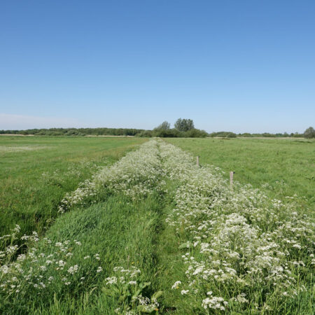 Stenhorsten