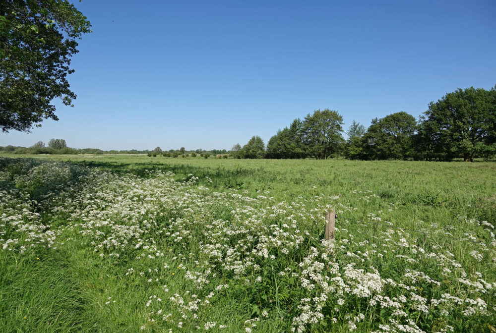 Stenhorsten