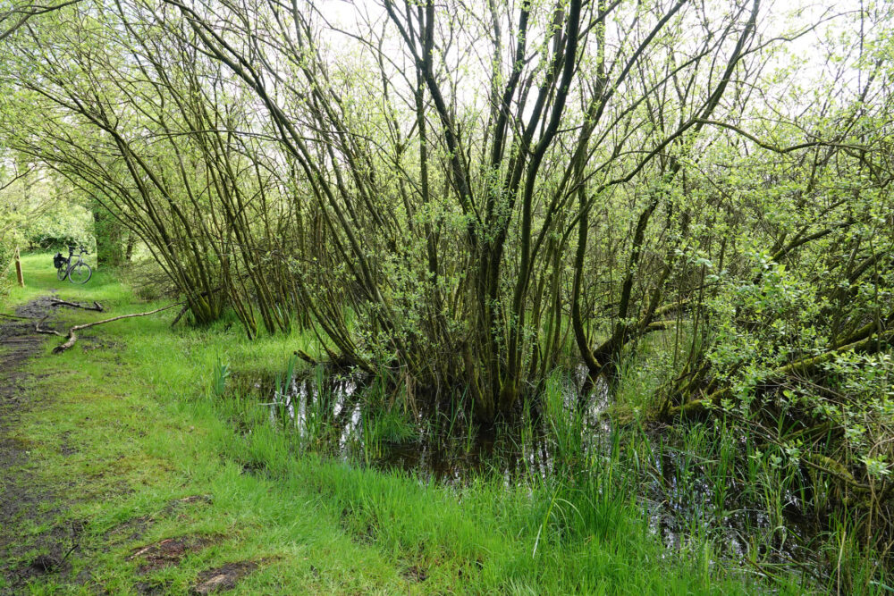 Stenhorsten in het voorjaar