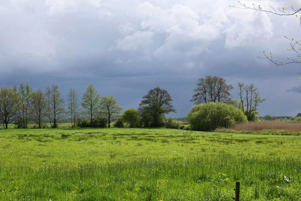 Stenhorsten in het voorjaar