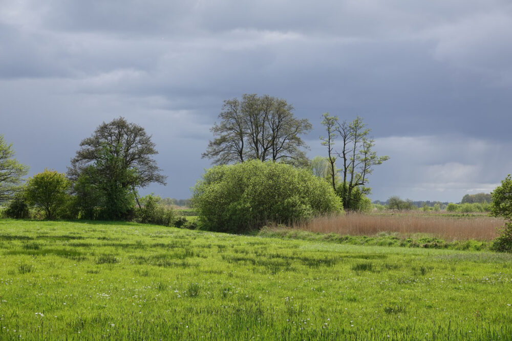 Stenhorsten in het voorjaar