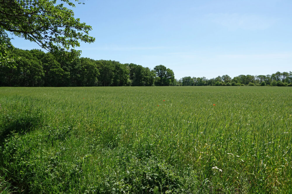 Stenhorsten in het voorjaar (Onlanden)