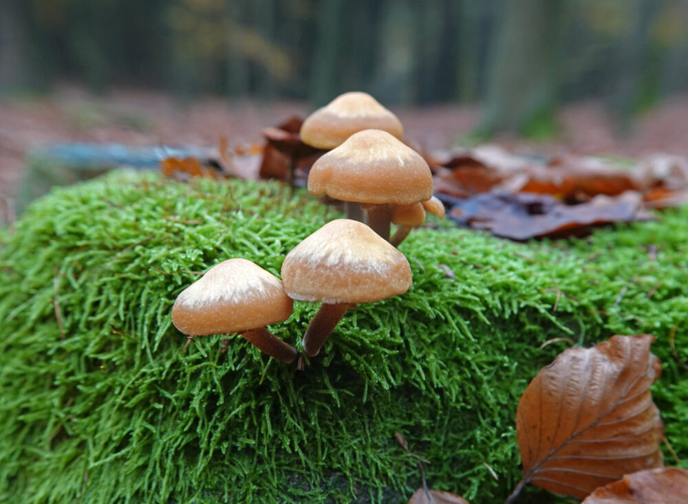 Stobbenzwammetje