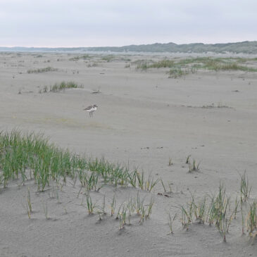 Strandplevier