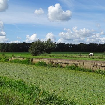 Stroompje Buinen-Schoonoord (Drentsche Wateren)