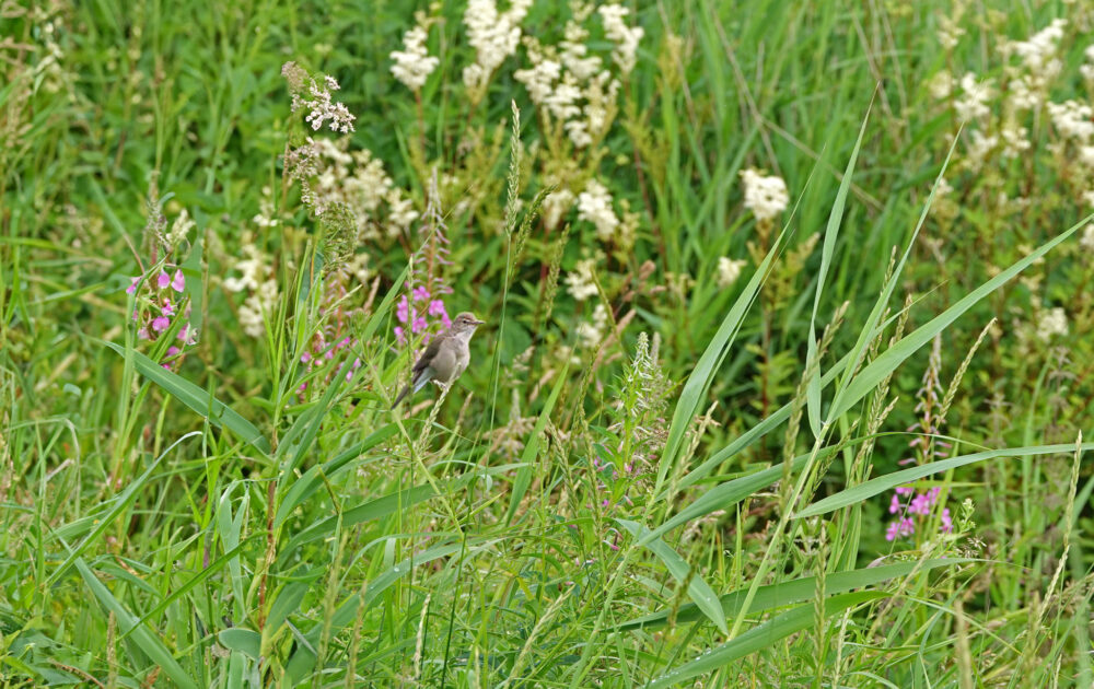 Struikrietzanger