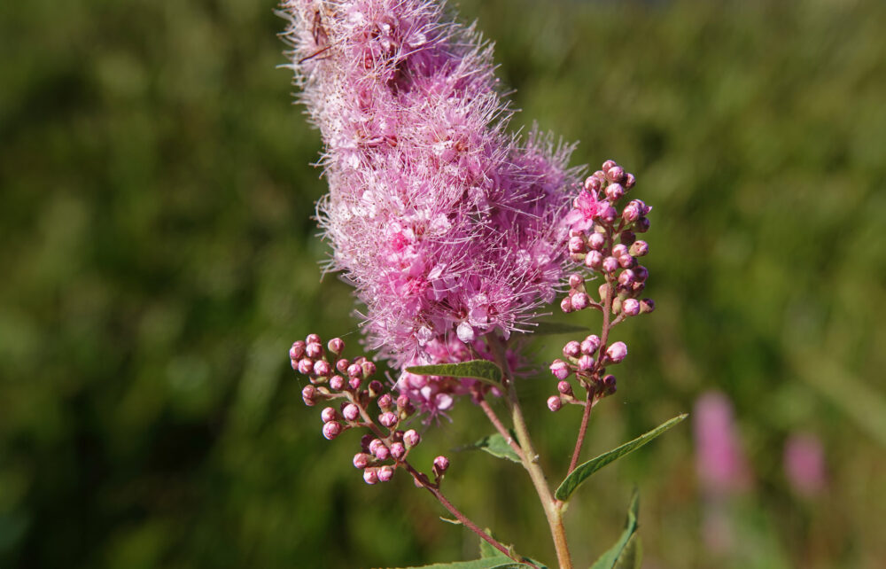 Struikspirea