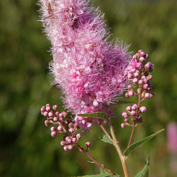 Struikspirea