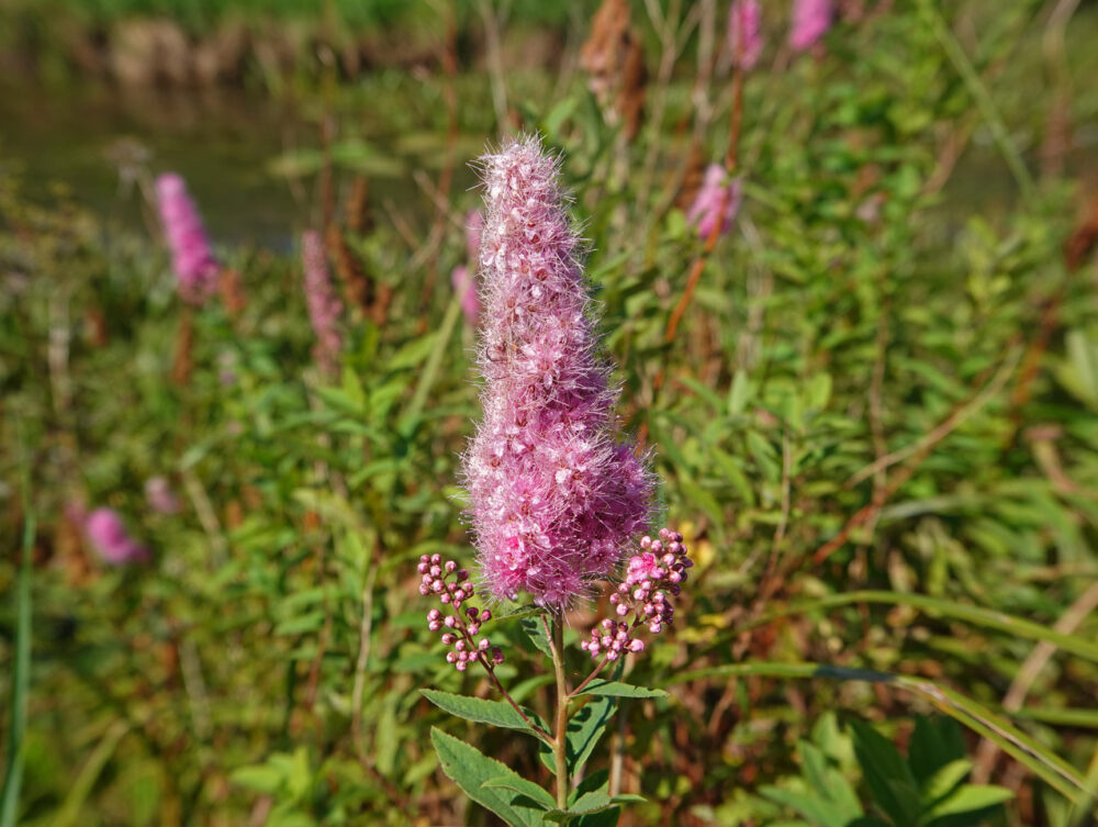 Struikspirea