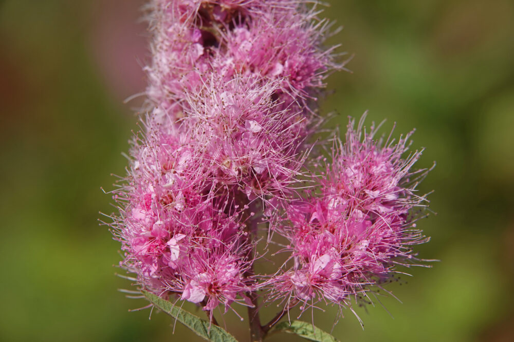 Struikspirea
