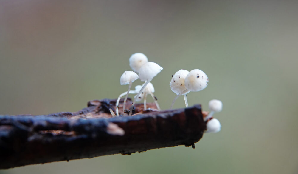 Suikermycena