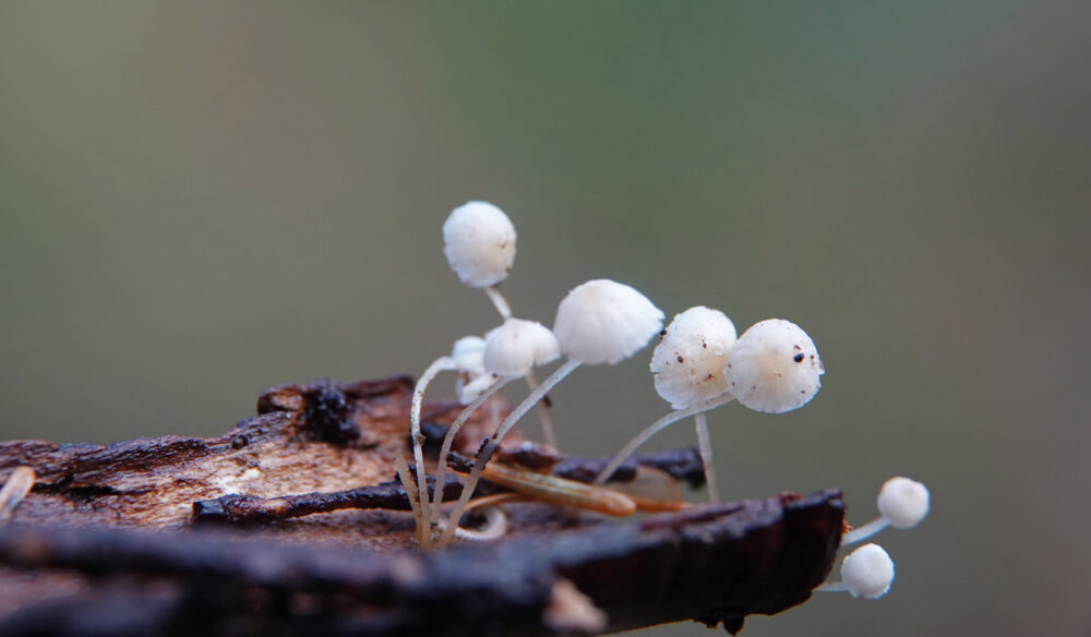 Suikermycena