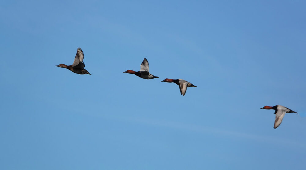 Tafeleenden in vlucht