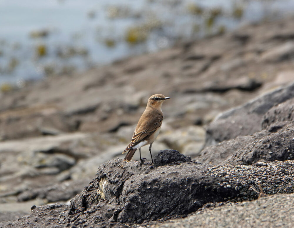 Tapuit langs wad (Ameland)