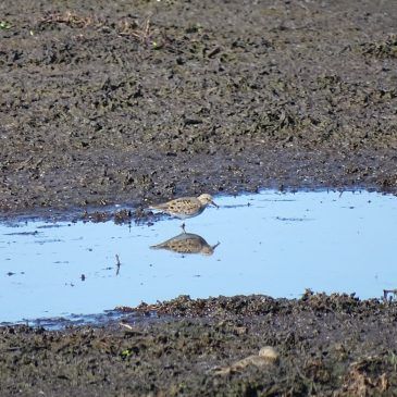 Temmincks strandloper