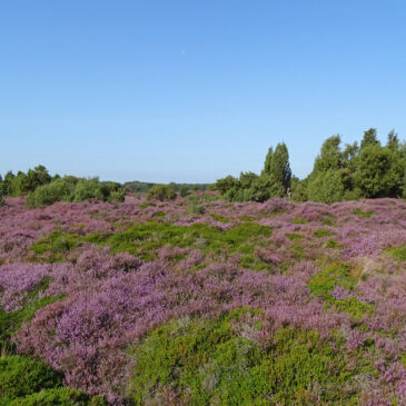 Terhorsterzand (Drenthe)