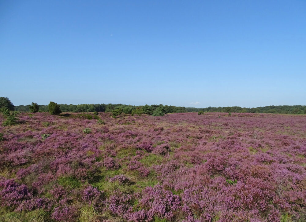 Terhorsterzand