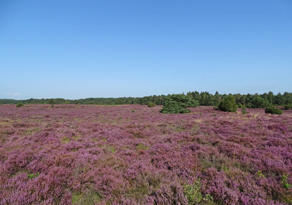 Terhorsterzand