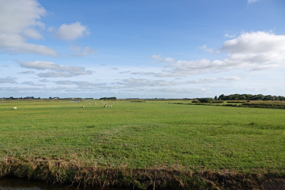 Texel