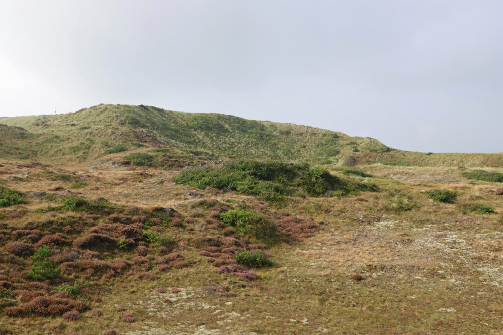 Tjakshoek (Schoorlse Duinen)