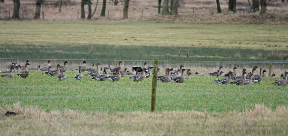 Toendrarietganzen op Balloër Es
