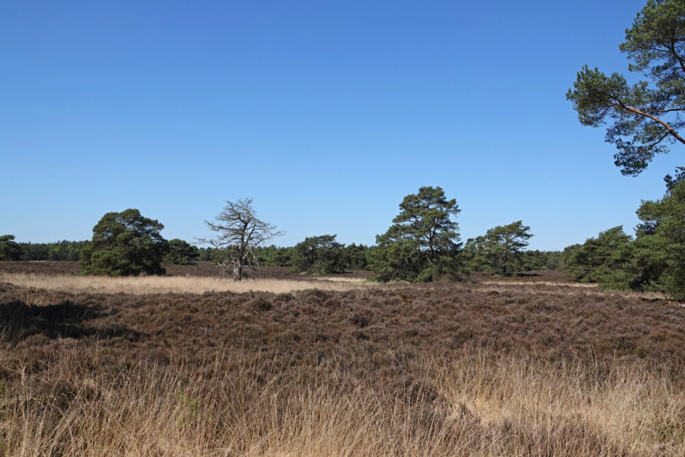 Tongerense heide
