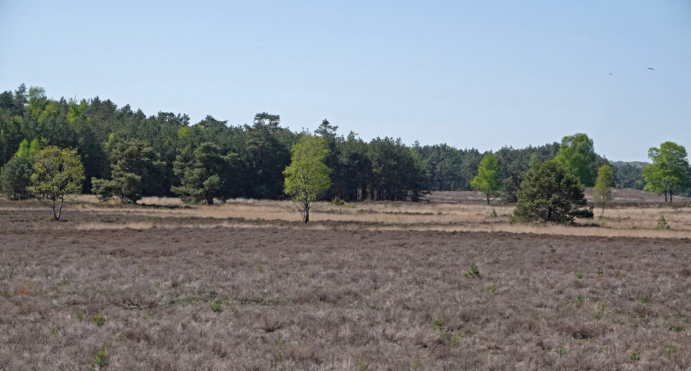 Tongerense heide