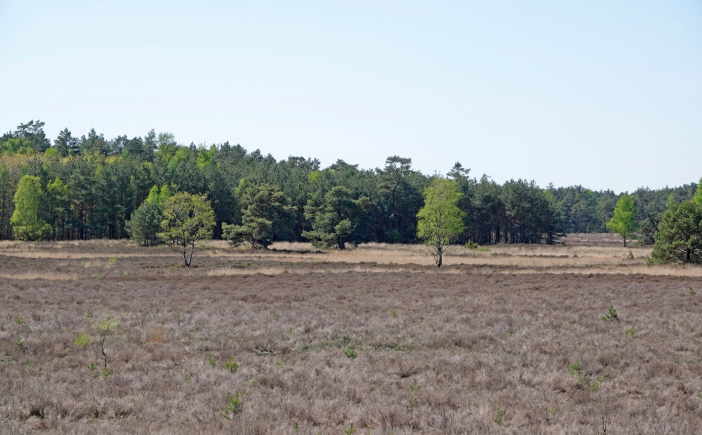 Tongerense heide