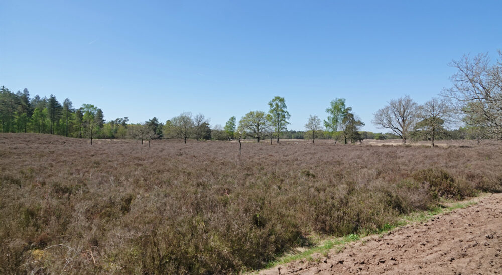 Tongerense heide