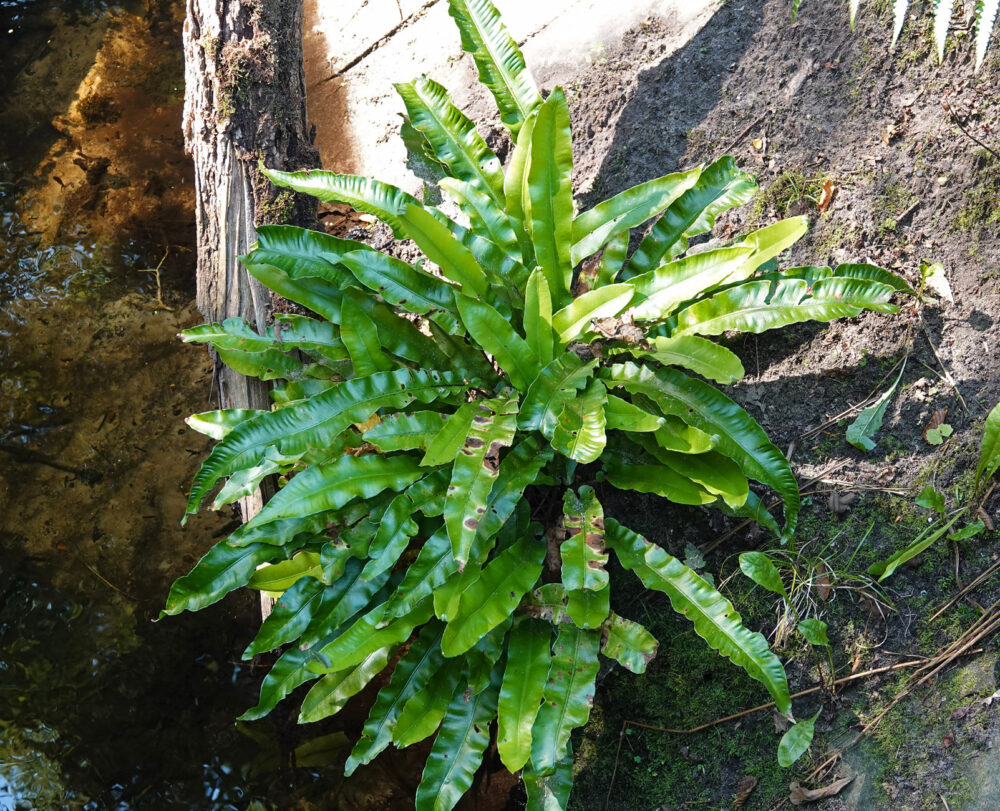Tongvaren
